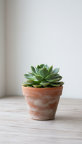 Mint Leaf Succulent in Ceramic Pot