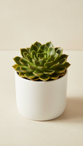 Green Succulent in Ceramic Pot